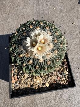 Stenocactus multicostatus